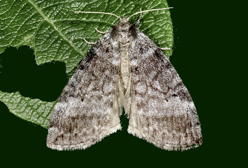 Drepanidae: Ochropacha duplaris